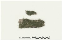 藏品(薄羅苔科)的圖片